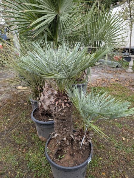 CHAMAEROPS-BLEU Dès 99€ CHAMAEROPS-BLEU Dès 99€