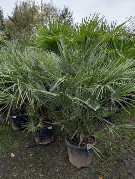CHAMEAROPS HUMILIS 99€ CHAMEAROPS HUMILIS 99€