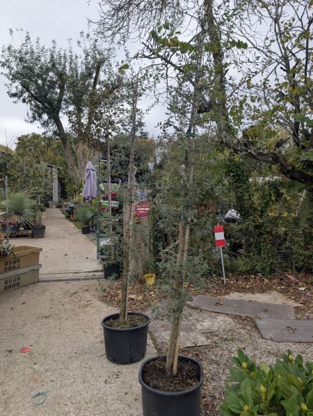 CHENE-LIEGE 119€ CHENE-LIEGE 119€