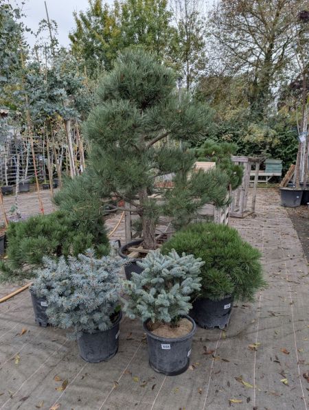 COLLECTION-PIN-NAIN COLLECTION-PIN-NAIN