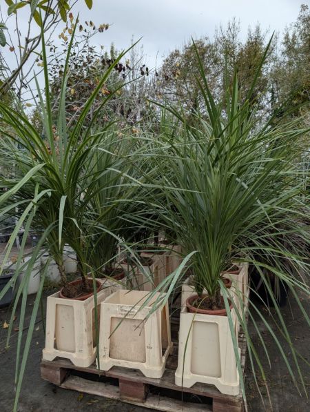 CORDYLINE-MULTI-TRONC 39€ CORDYLINE-MULTI-TRONC 39€