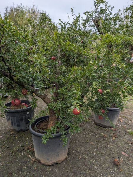 GRENADIER-A-FRUIT-PUNICA-GRANADA- 199€ GRENADIER-A-FRUIT-PUNICA-GRANADA- 199€