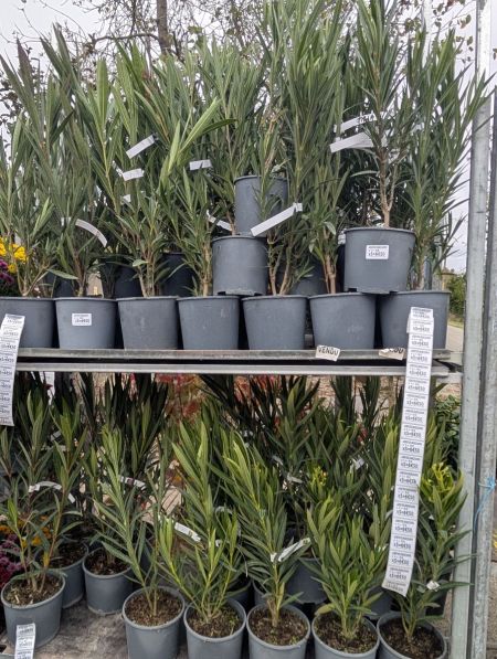 LAURIER-ROSE-NERIUM-1 LAURIER-ROSE-NERIUM-1