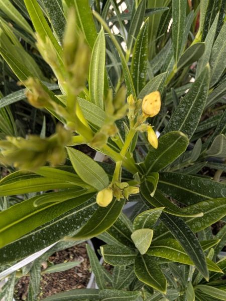 LAURIER-ROSE-NERIUM-2 LAURIER-ROSE-NERIUM-2