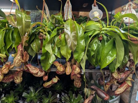 NEPENTHE-PLANTE-CARNIVORE-2 NEPENTHE-PLANTE-CARNIVORE-2