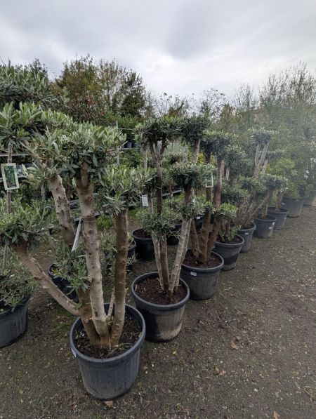 OLIVIER-BONSAI-NUAGE à partir de 119€ OLIVIER-BONSAI-NUAGE à partir de 119€