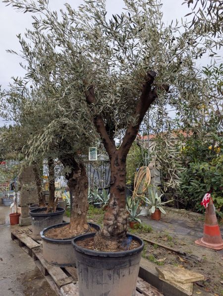 OLIVIER-NATUREL OLIVIER-NATUREL