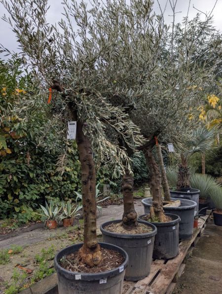 OLIVIER-NATUREL OLIVIER-NATUREL