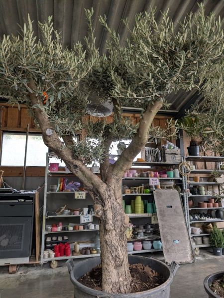 OLIVIERS-1 OLIVIERS-1