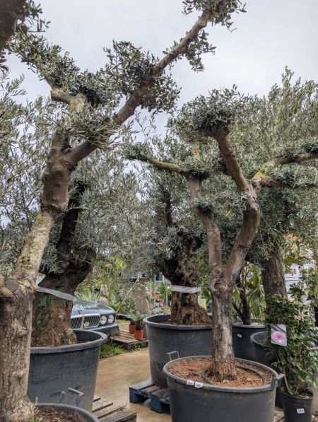 OLIVIERS-2 OLIVIERS-2