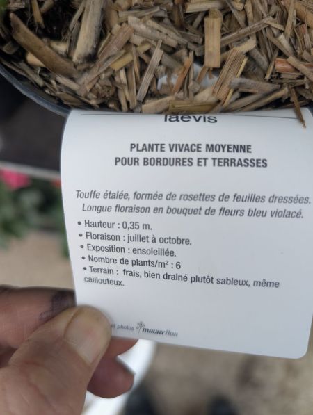 STOKESIA-LAEVIS-1 STOKESIA-LAEVIS-1