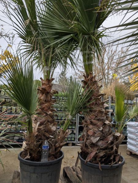 WASHINGTONIA 299€ WASHINGTONIA 299€