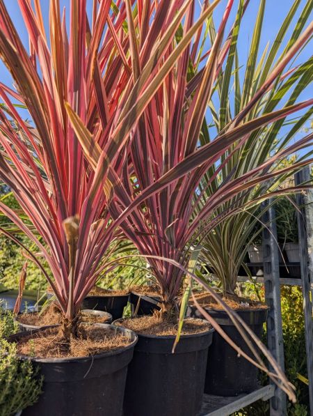 DRACAENA-MIX