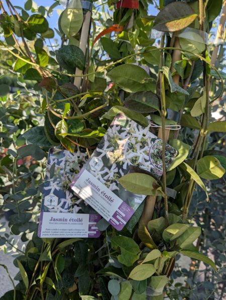 JASMIN-ETOILES dès 19€ jusqu'à 29€ pour les plus grands