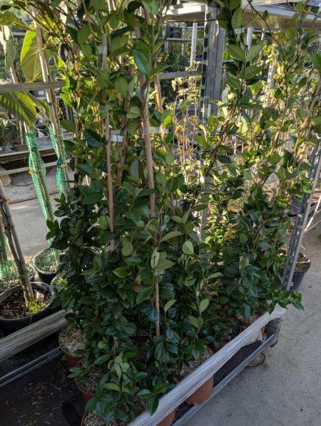 JASMIN ETOILÉ    A partir de 15€ / 19€50/25€/29€90
