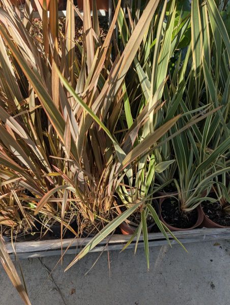 PHORMIUM-MIX   25€ PHORMIUM-MIX   25€