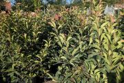 PHOTINIA RED ROBIN TAILLE XL      20L = 39€