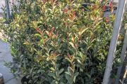 PHOTINIA RED ROBIN 80/90    POT 3L = 9€50