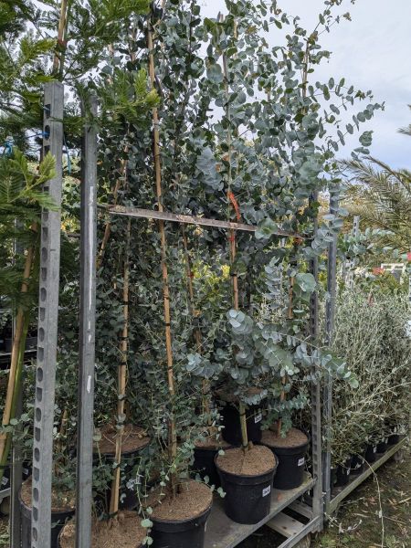 EUCALYPTUS  39€