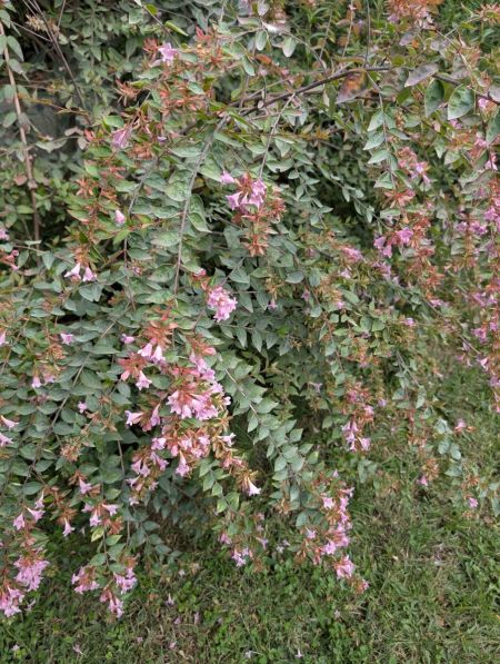 ABELIA EDWARD GOUCHER  à partir de 9€