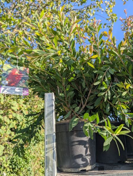CALLISTEMON   19€50