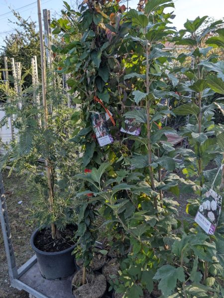 CHEVREFEUILLE-XL 19€ CHEVREFEUILLE-XL 19€