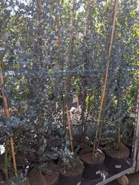 EUCALYPTUS-GUNNI 39€ EUCALYPTUS-GUNNI 39€