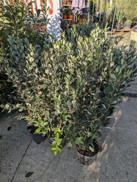 FEIJOA-XL 39€ FEIJOA-XL 39€