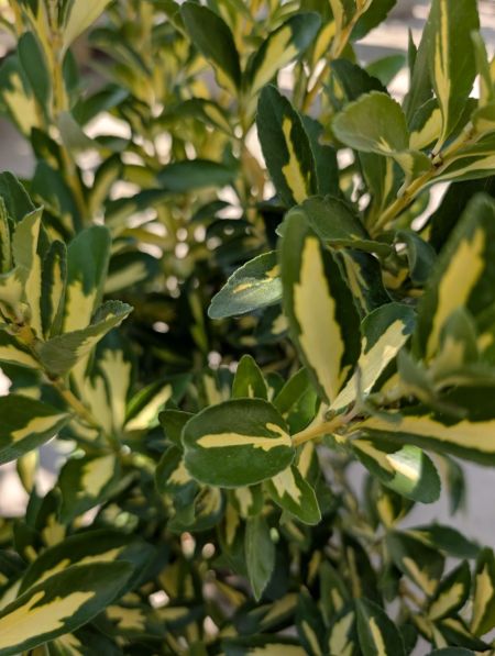 FUSAIN-JAPONICA-   x1=9€50     x3=7€50