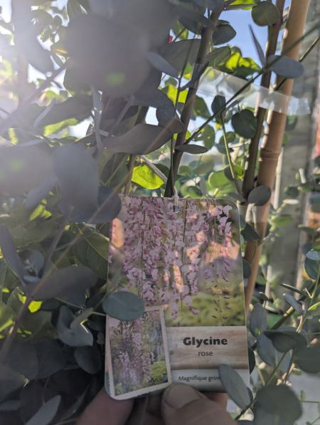 GLYCINE 19€90 GLYCINE 19€90