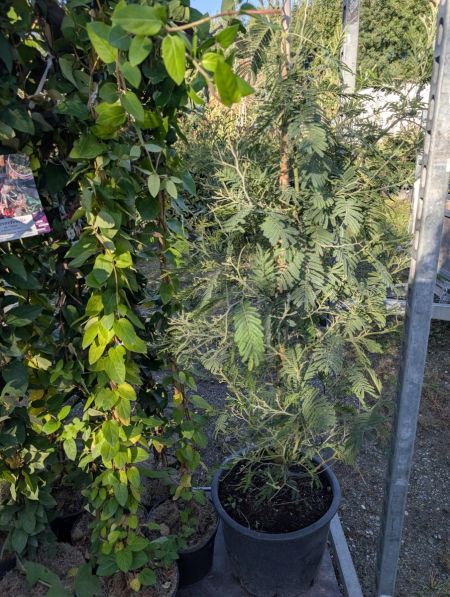 MIMOSA 39€ MIMOSA 39€