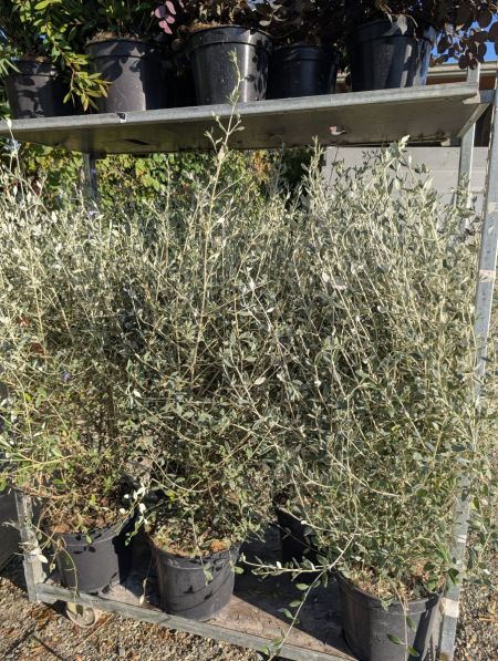 TEUCRIUM-XL 39€90 pot 20L TEUCRIUM-XL 39€90 pot 20L