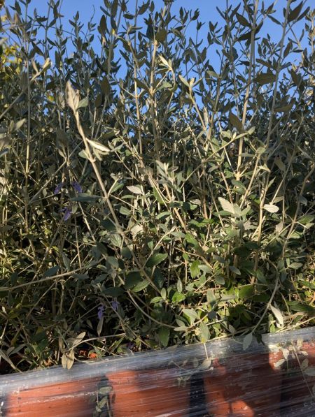 TEUCRIUM 9€ Pot 3L TEUCRIUM 9€ Pot 3L