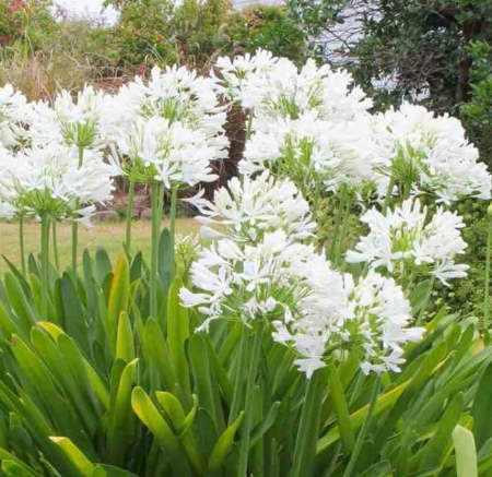 AGAPANTHE-BLANCHE 14€ AGAPANTHE-BLANCHE 14€