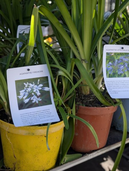 AGAPANTHE-BLANCHE ou BLEUE 14€ AGAPANTHE-BLANCHE ou BLEUE 14€