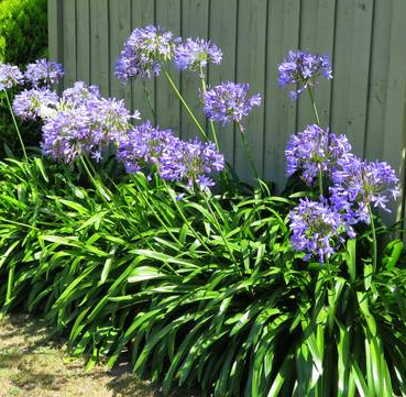 AGAPANTHE bleue 14€ AGAPANTHE bleue 14€