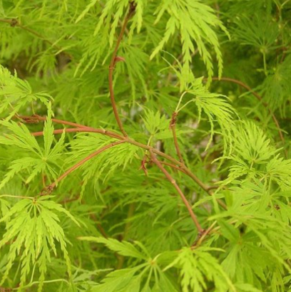 ERABLE-DU-JAPON-DISSECTUM PETITE FEUILLE ERABLE-DU-JAPON-DISSECTUM PETITE FEUILLE