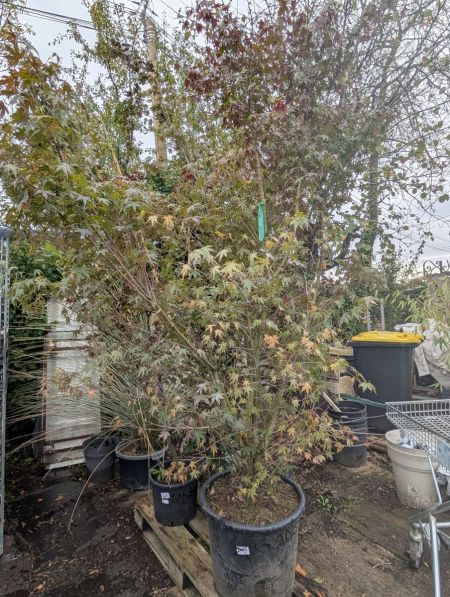 ERABLE-DU-JAPON-XL ERABLE-DU-JAPON-XL