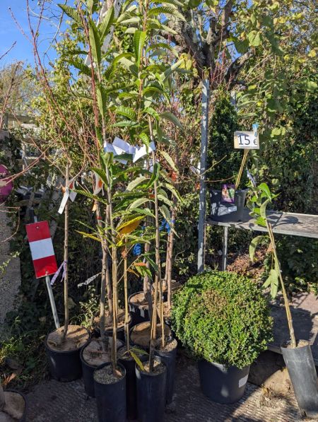 CHATAIGNER - CASTANEA SATIVA CHATAIGNER - CASTANEA SATIVA