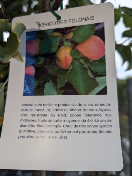 FRUITIER-ABRICOTIER-POLONAIS-AUTO-FERTILE FRUITIER-ABRICOTIER-POLONAIS-AUTO-FERTILE