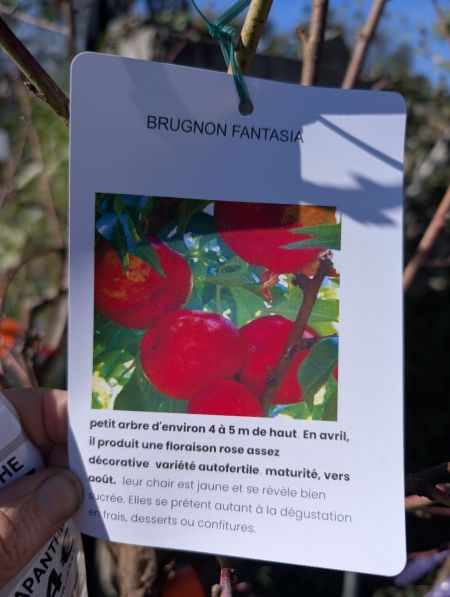 FRUITIER-BRUGNON-FANTASIA- FRUITIER-BRUGNON-FANTASIA-