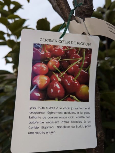FRUITIER-CERISIER-BOEUR-DE-PIGEON FRUITIER-CERISIER-BOEUR-DE-PIGEON