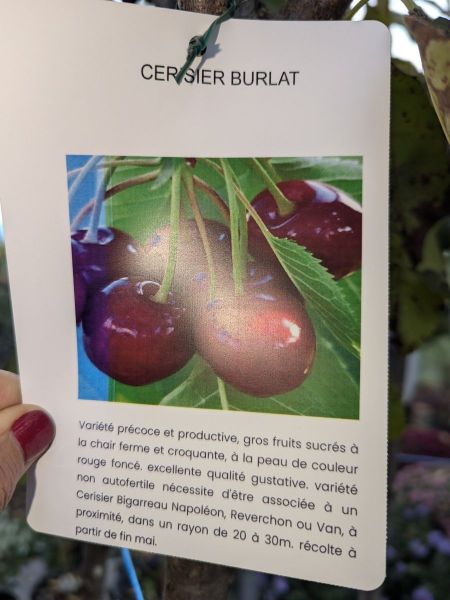 FRUITIER-CERISIER-BURLAT FRUITIER-CERISIER-BURLAT