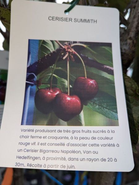 FRUITIER-CERISIER-SUMMIT FRUITIER-CERISIER-SUMMIT