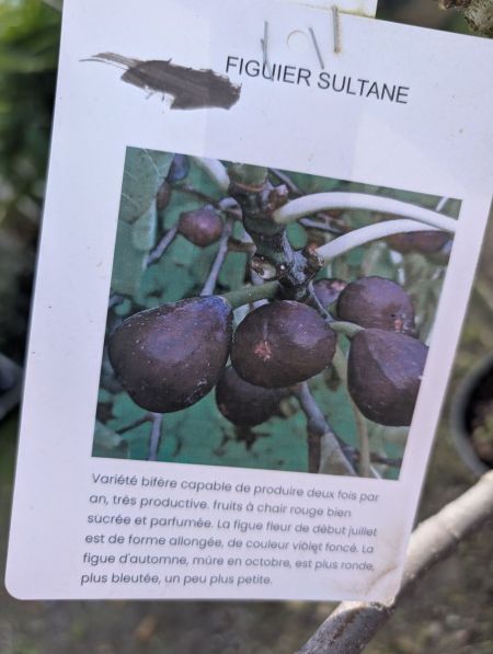 FRUITIER-FIGUIER-SULTANE FRUITIER-FIGUIER-SULTANE