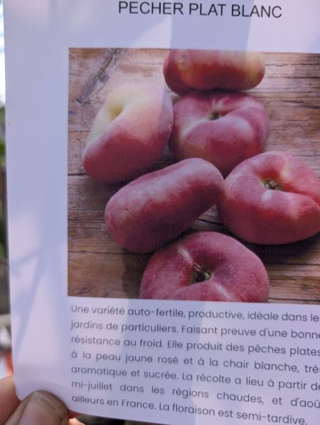 FRUITIER-PECHE-PLAT-BLANC FRUITIER-PECHE-PLAT-BLANC