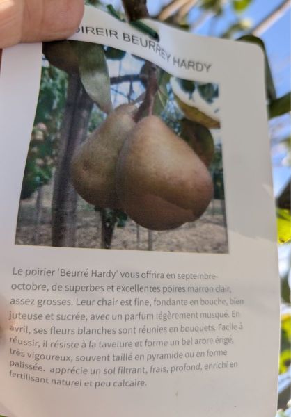 FRUITIER-POIRIER-BEURRE-HARDY FRUITIER-POIRIER-BEURRE-HARDY