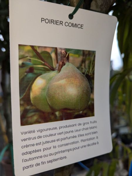 FRUITIER-POIRIER-COMICE FRUITIER-POIRIER-COMICE