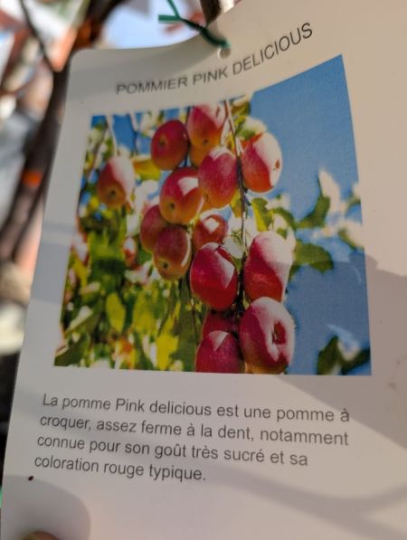 FRUITIER-POMMIER-PINK-DELICIOUS FRUITIER-POMMIER-PINK-DELICIOUS