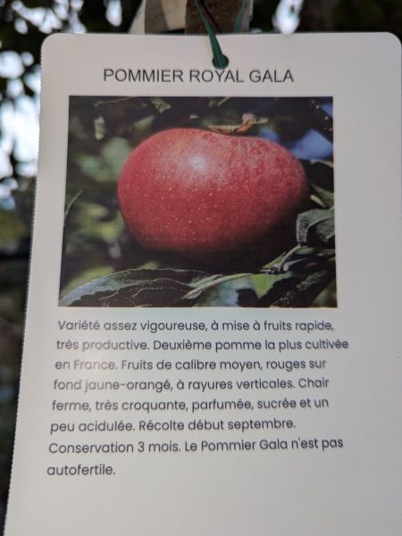 FRUITIER-POMMIER-ROYAL-GALA FRUITIER-POMMIER-ROYAL-GALA